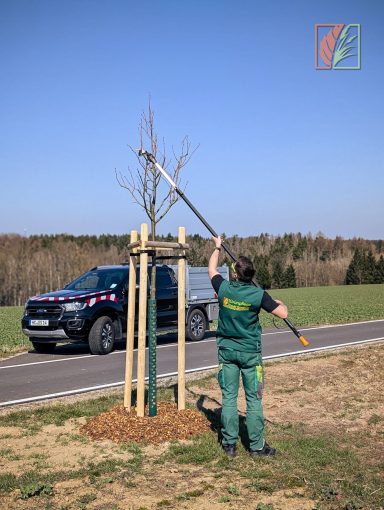Formschnitt an einem Baum mittels Astschere