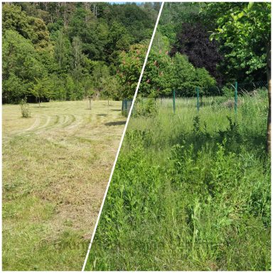 Spezialfällung Gefahrenbaumfällung Gartenpflege Neupflanzung  Chemnitz Mittelsachsen 