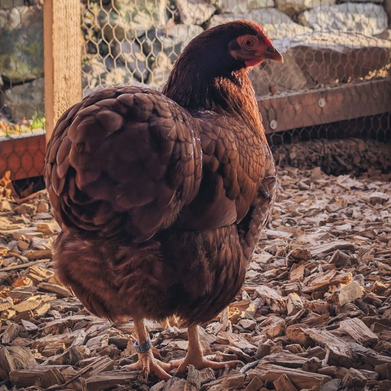 Ein Huhn auf unserer Tiereinstreu bei einem Kunden in Mittelsachsen