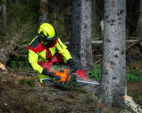 Seilklettertechnik Spezialbaumfällung Problembaumfällung