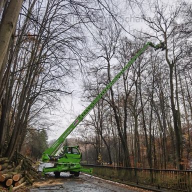 Baumarbeiten und Kronenreduzierung an einer Waldstraße und Forstweg