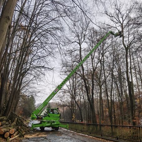 Baumarbeiten Striegistal Rossau Hainichen Mittweida Frankenberg Kriebstein Großschirma Nossen Rosswein Oederan Oberschöna